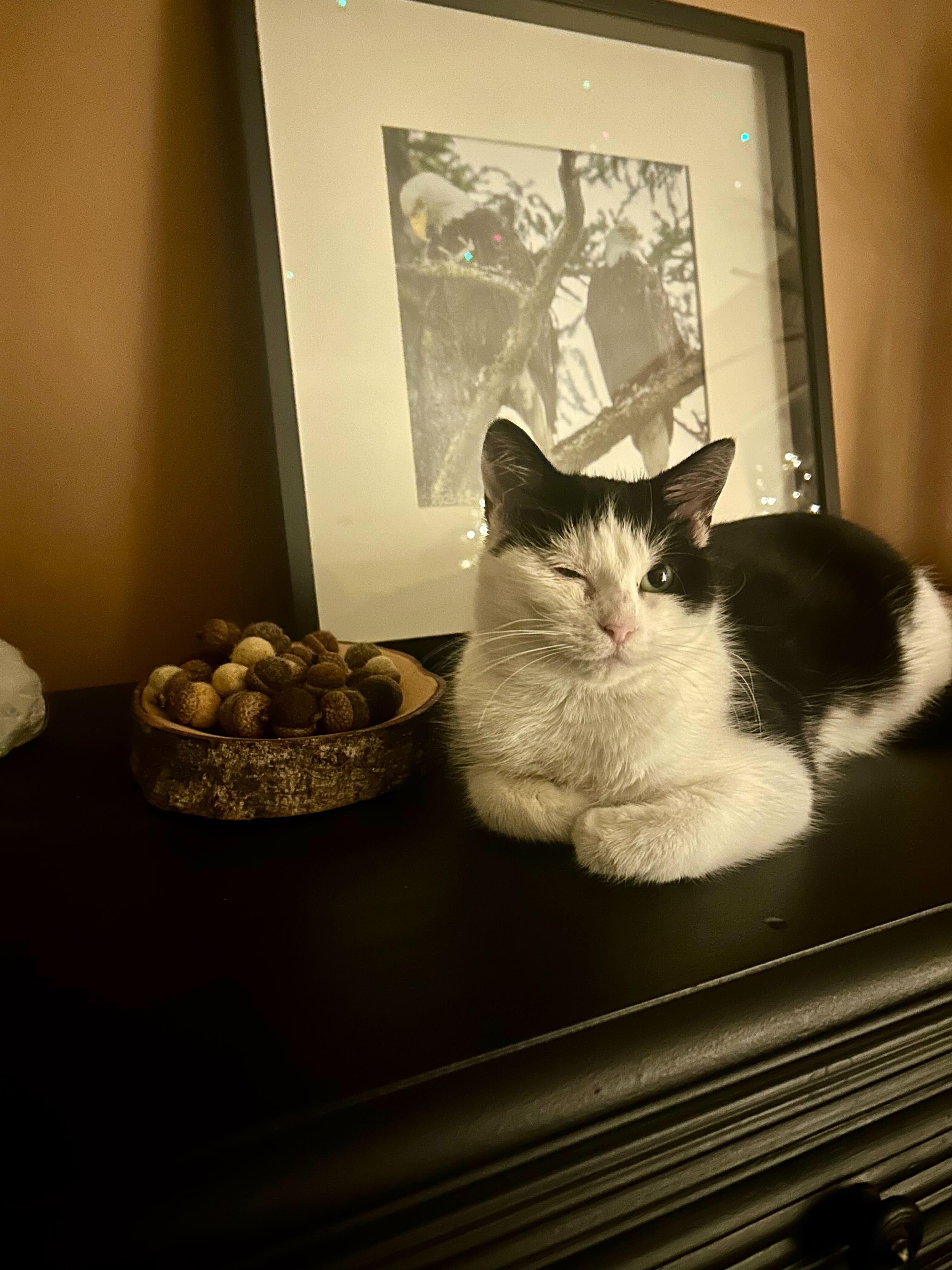 Daisy, an adoptable Domestic Short Hair in Wakefield, QC image 1/6