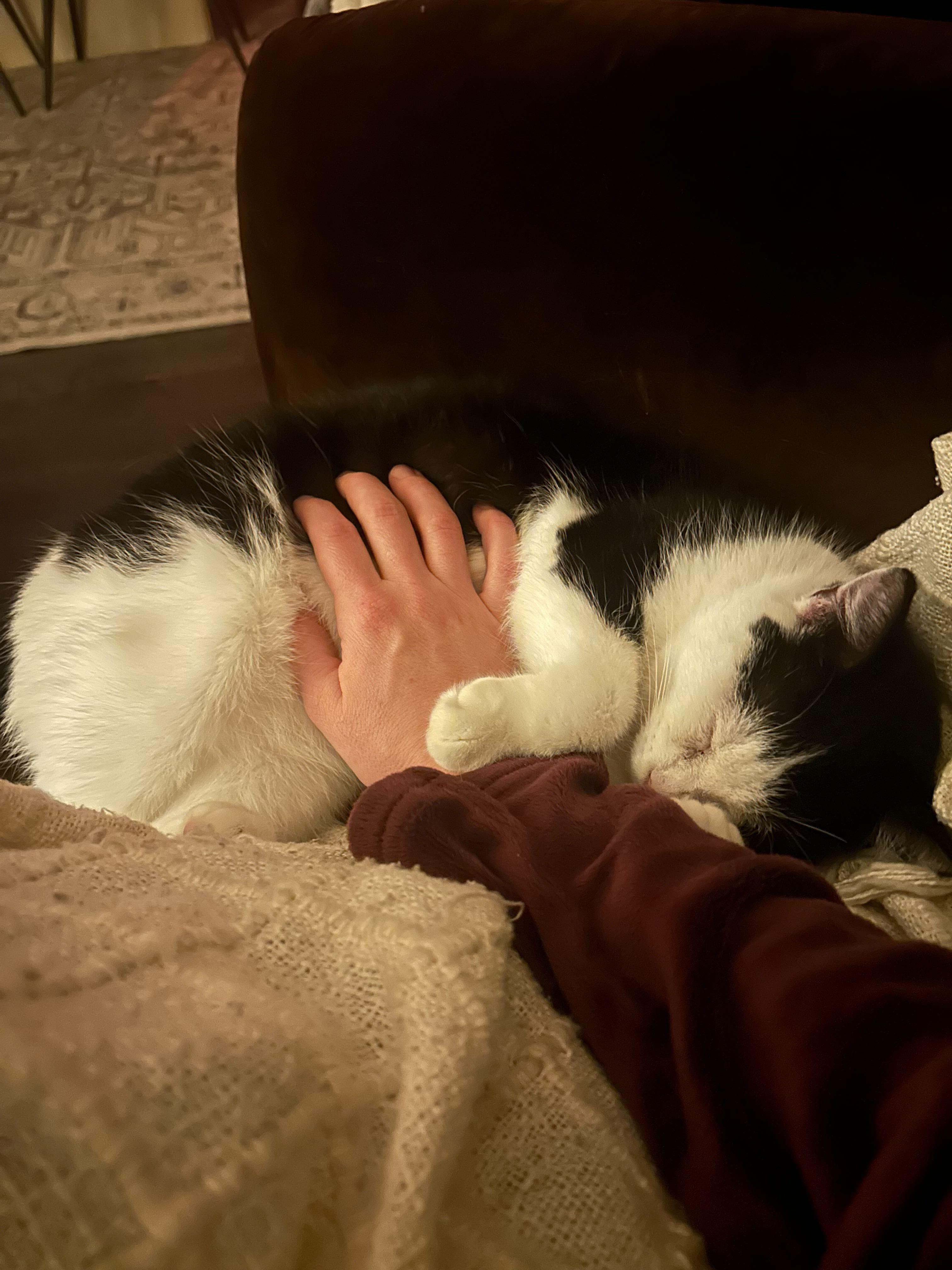 Daisy, an adoptable Domestic Short Hair in Wakefield, QC image 3/6