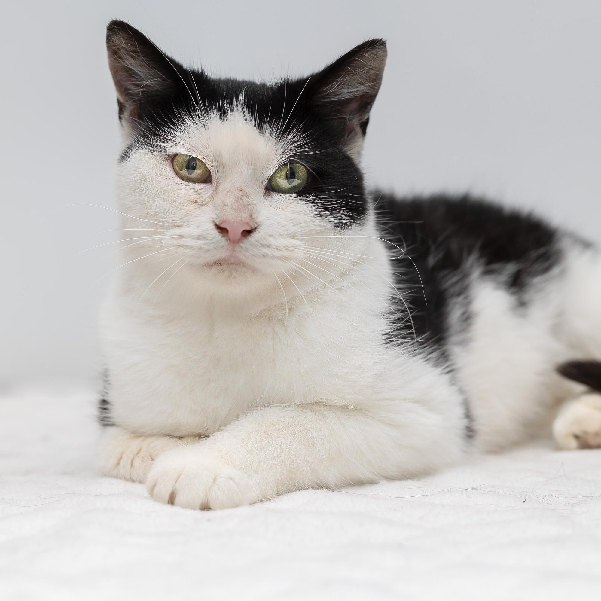 Daisy, a Adoptable Domestic Short Hair in Wakefield, QC image 1/4