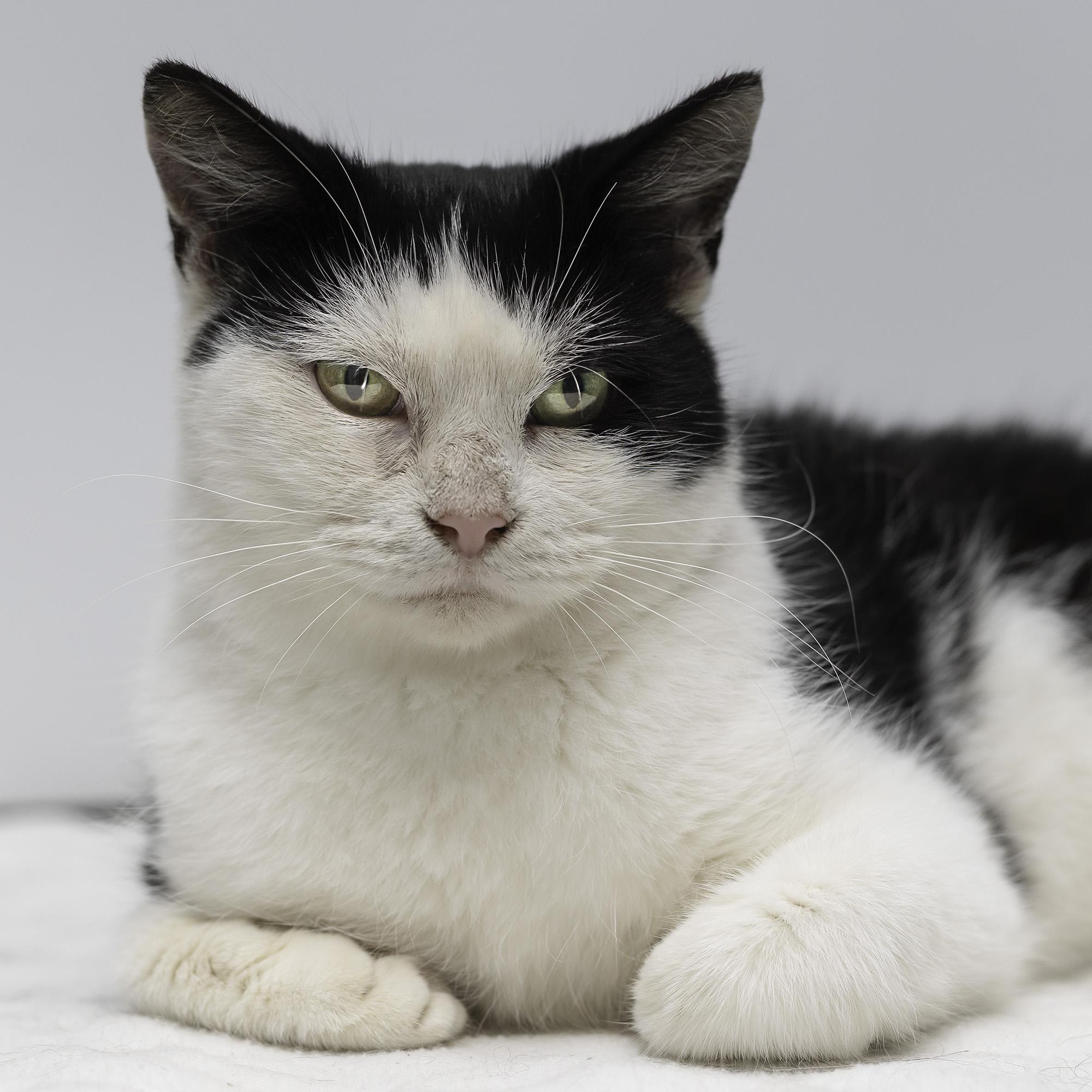 Daisy, Adoptable, Adult Female Domestic Short Hair.