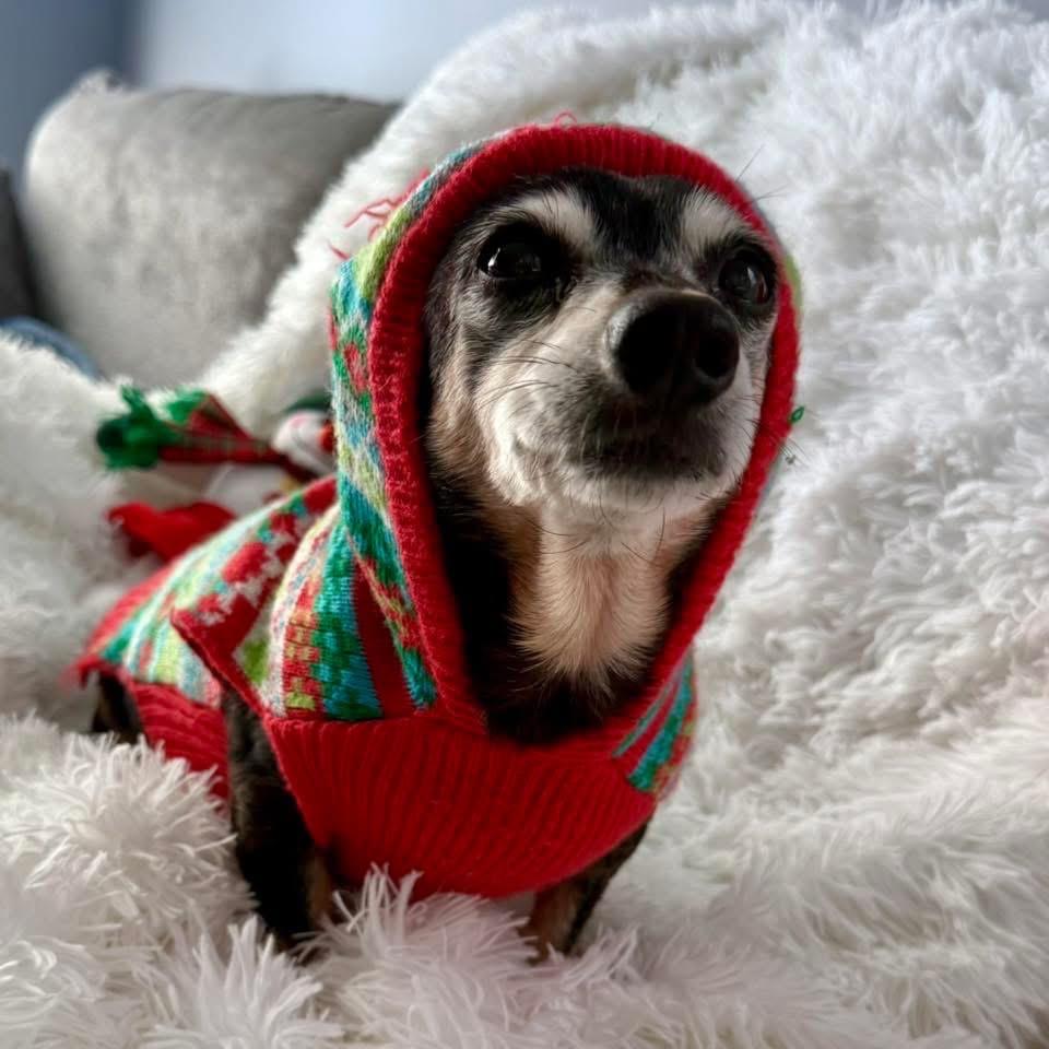 Enlarge Alice, a Adoptable mixed breed in Ferndale, MI image 2/6