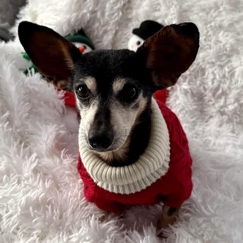 Enlarge Alice, a Adoptable mixed breed in Ferndale, MI image 5/6