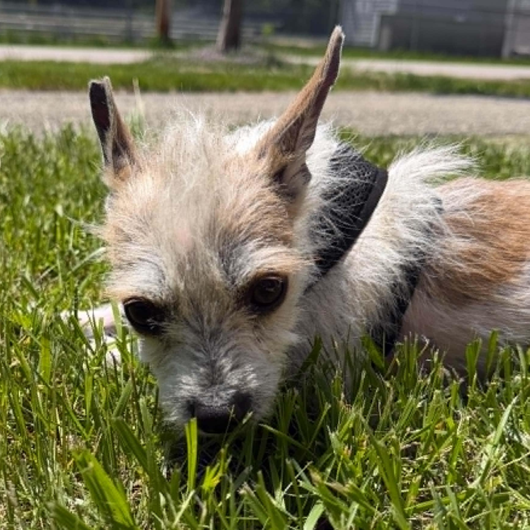 Enlarge Brandenburg, an adopted Mixed Breed in Woolwich, ME image 3/5