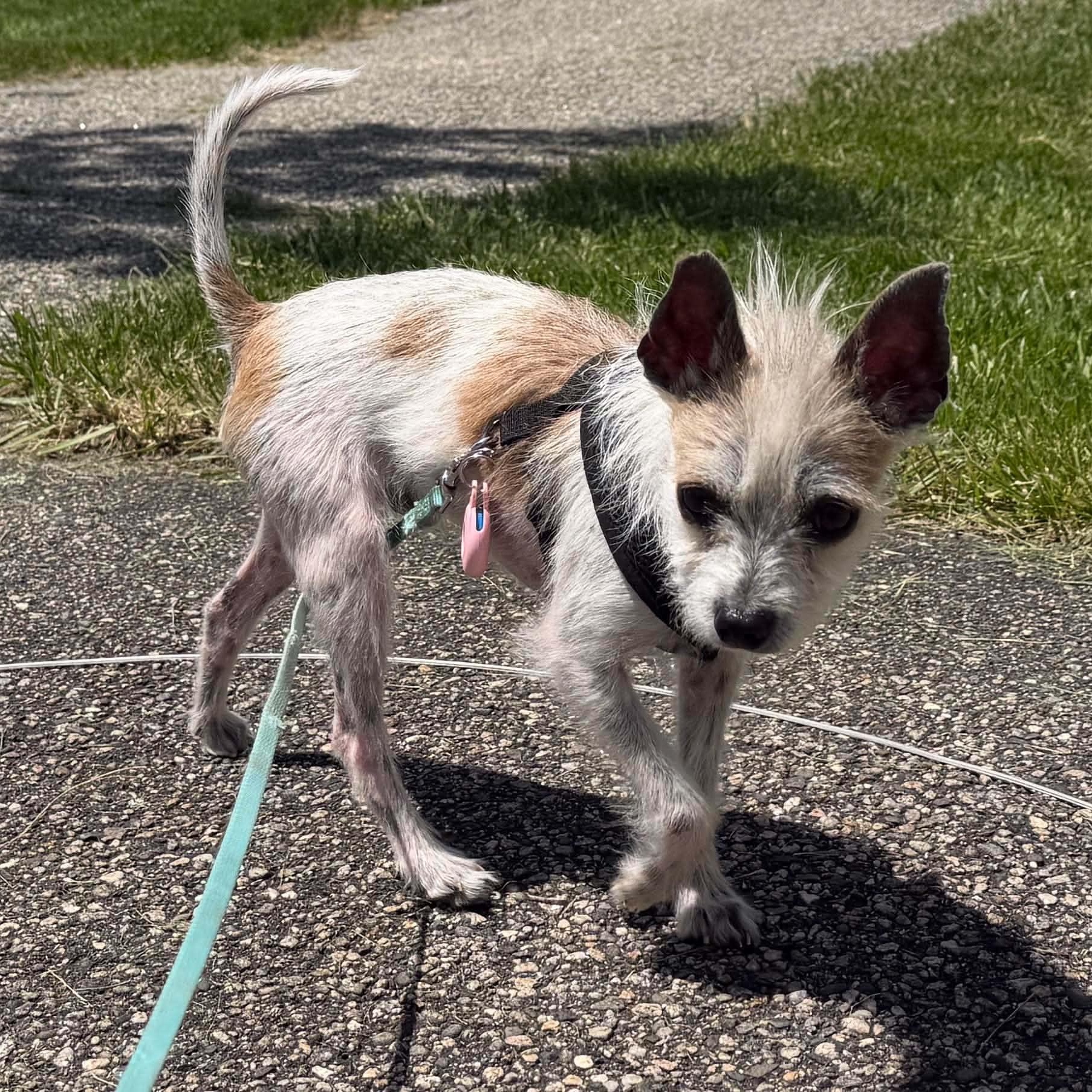 Enlarge Brandenburg, an adopted Mixed Breed in Woolwich, ME image 4/5