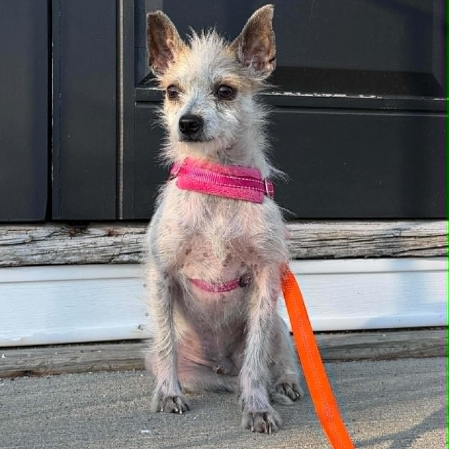 Enlarge Brandenburg, an adopted Mixed Breed in Woolwich, ME image 2/5