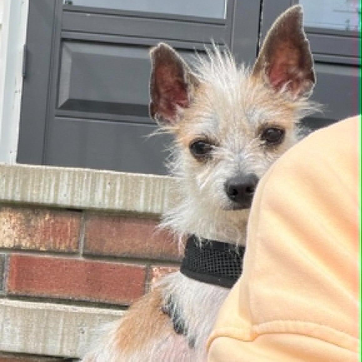 Enlarge Brandenburg, an adopted Mixed Breed in Woolwich, ME image 1/5