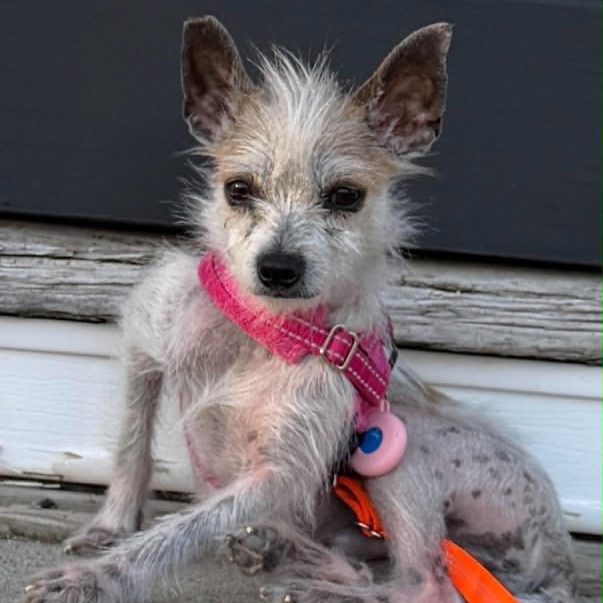 Enlarge Brandenburg, an adopted Mixed Breed in Woolwich, ME image 5/5
