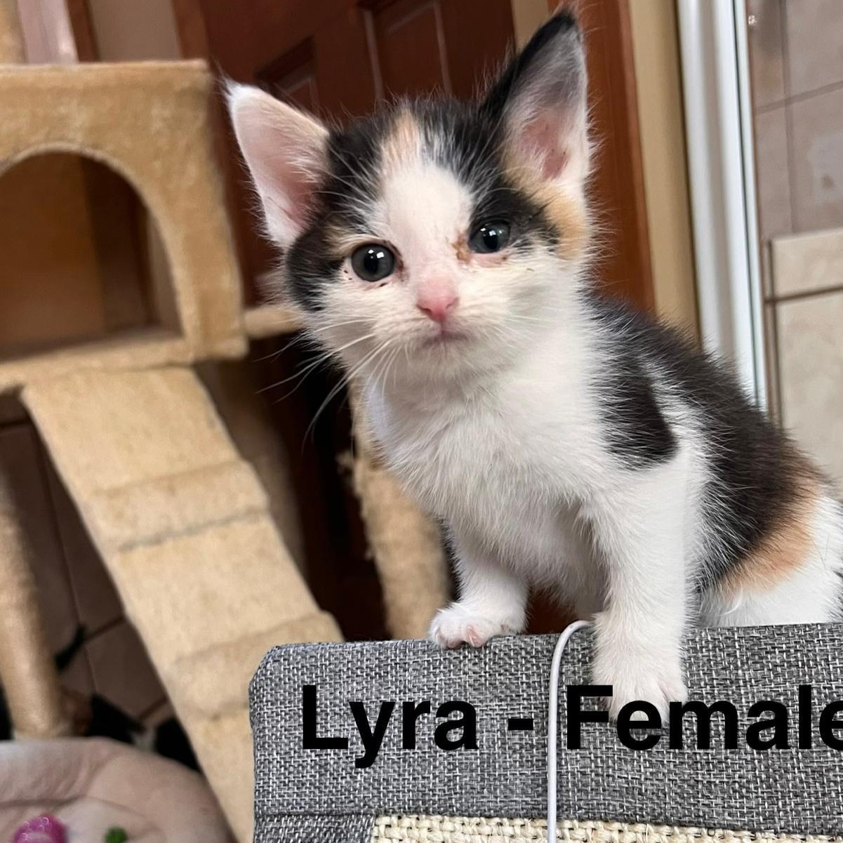 Lyra, a ADOPTABLE mixed breed in Midland, MI image 2/3