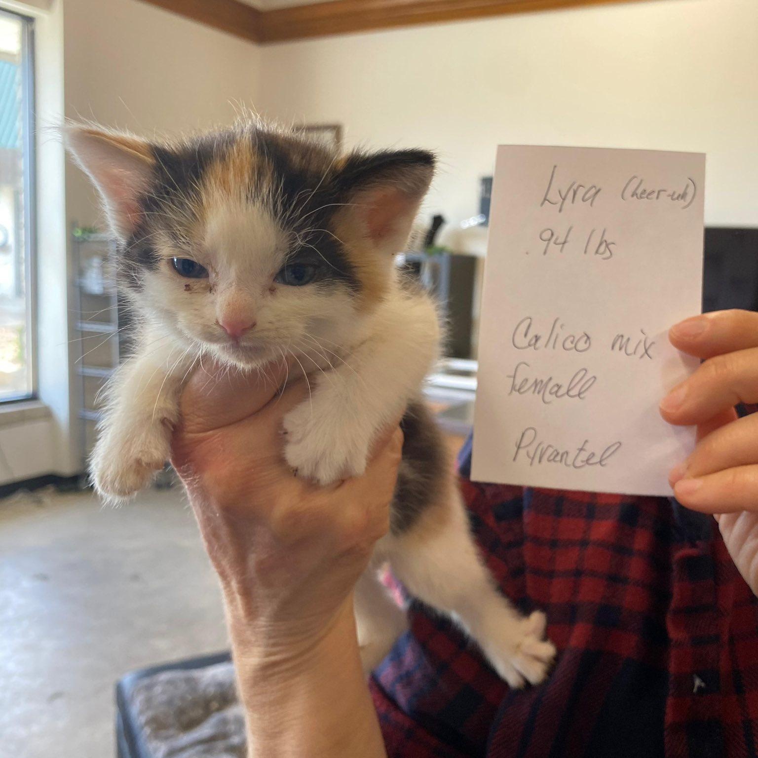 Lyra, a ADOPTABLE mixed breed in Midland, MI image 3/3