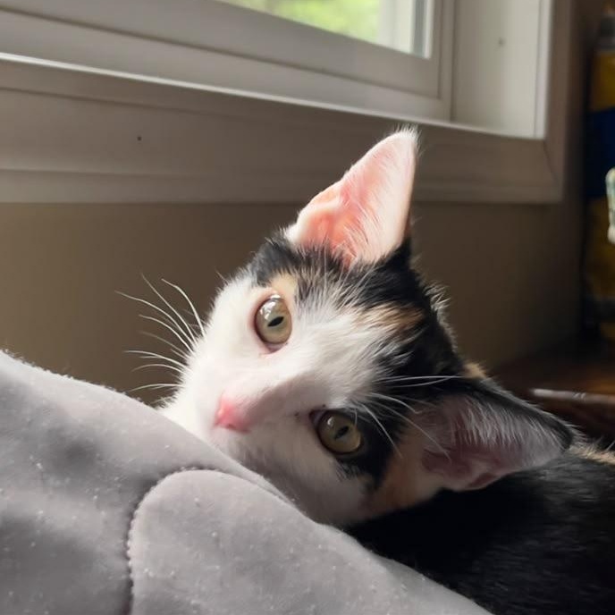 Lyra, ADOPTABLE, Kitten Female Calico.