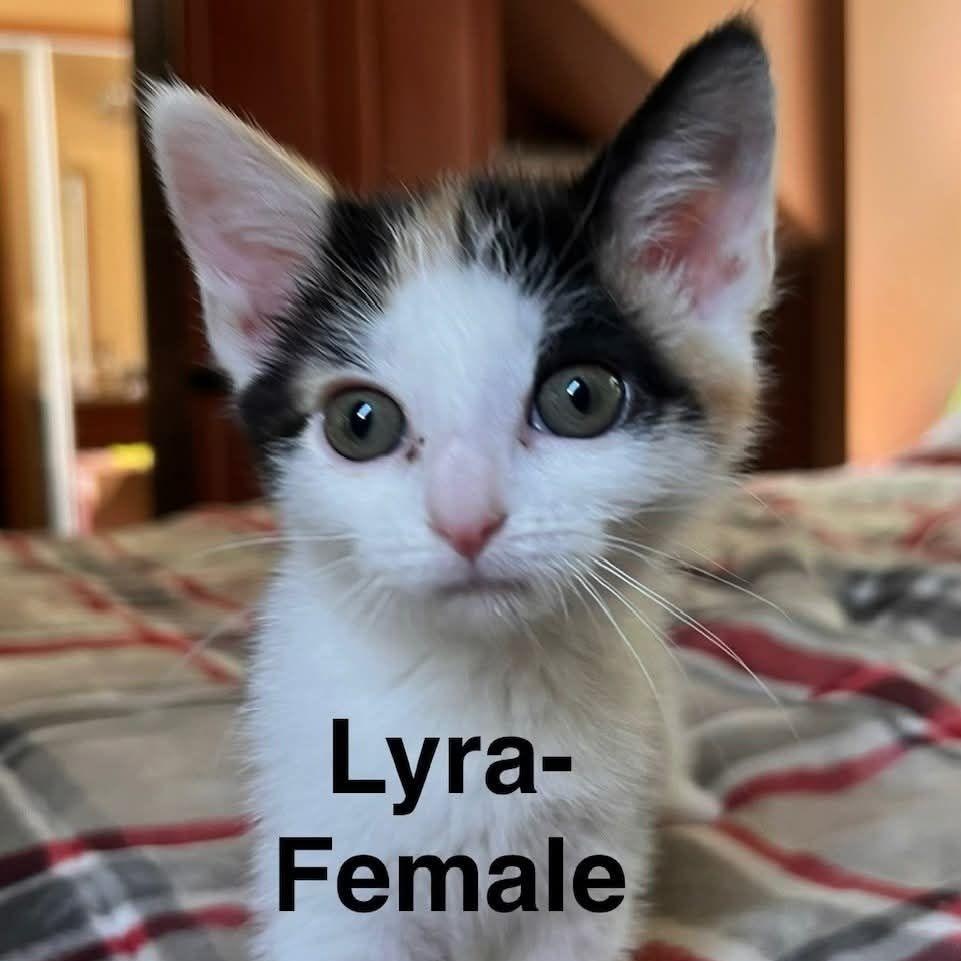 Lyra, ADOPTABLE, Kitten Female Calico.