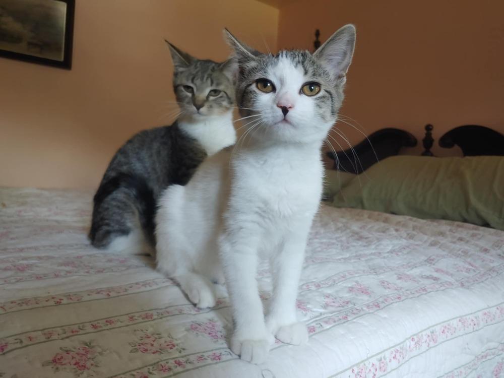 Enlarge Darla (BONDED PAIR), a Adoptable Domestic Short Hair in Bolton, CT image 1/6