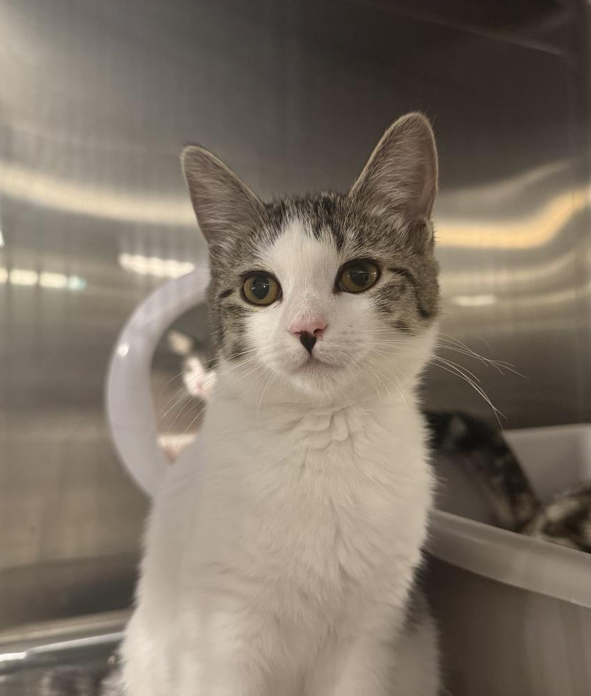 Enlarge Darla (BONDED PAIR), a Adoptable Domestic Short Hair in Bolton, CT image 2/6