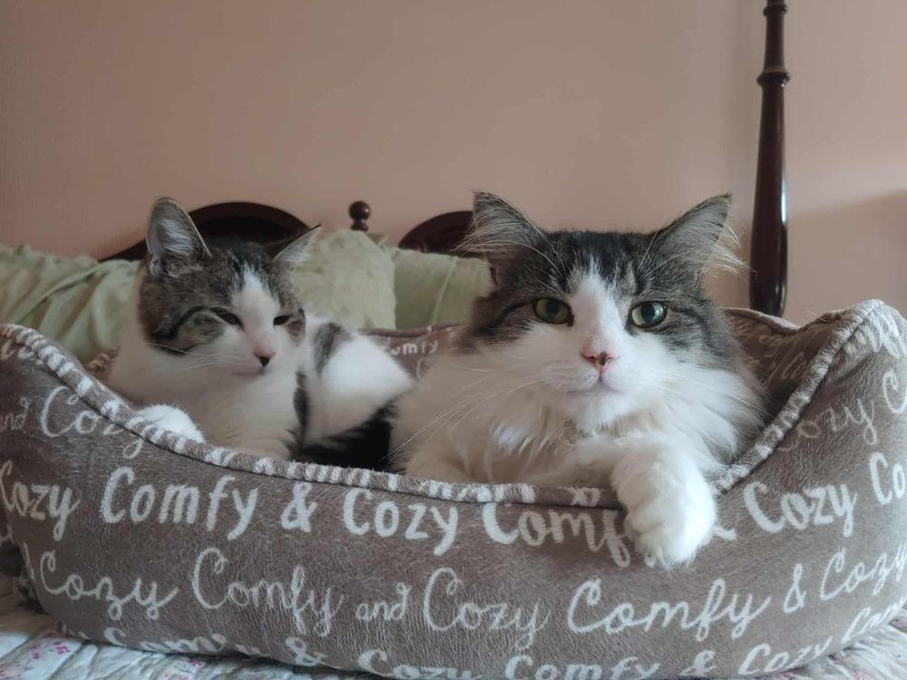 Enlarge Darla (BONDED PAIR), a Adoptable Domestic Short Hair in Bolton, CT image 3/6