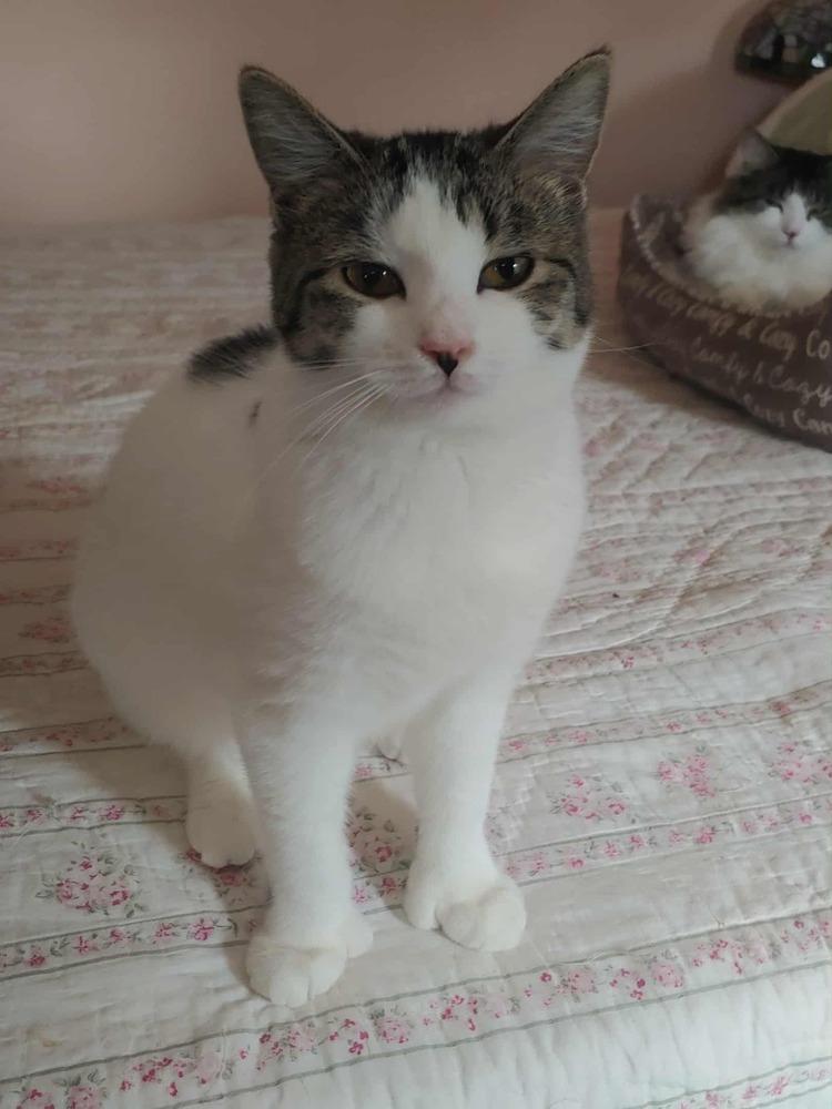 Enlarge Darla (BONDED PAIR), a Adoptable Domestic Short Hair in Bolton, CT image 5/6