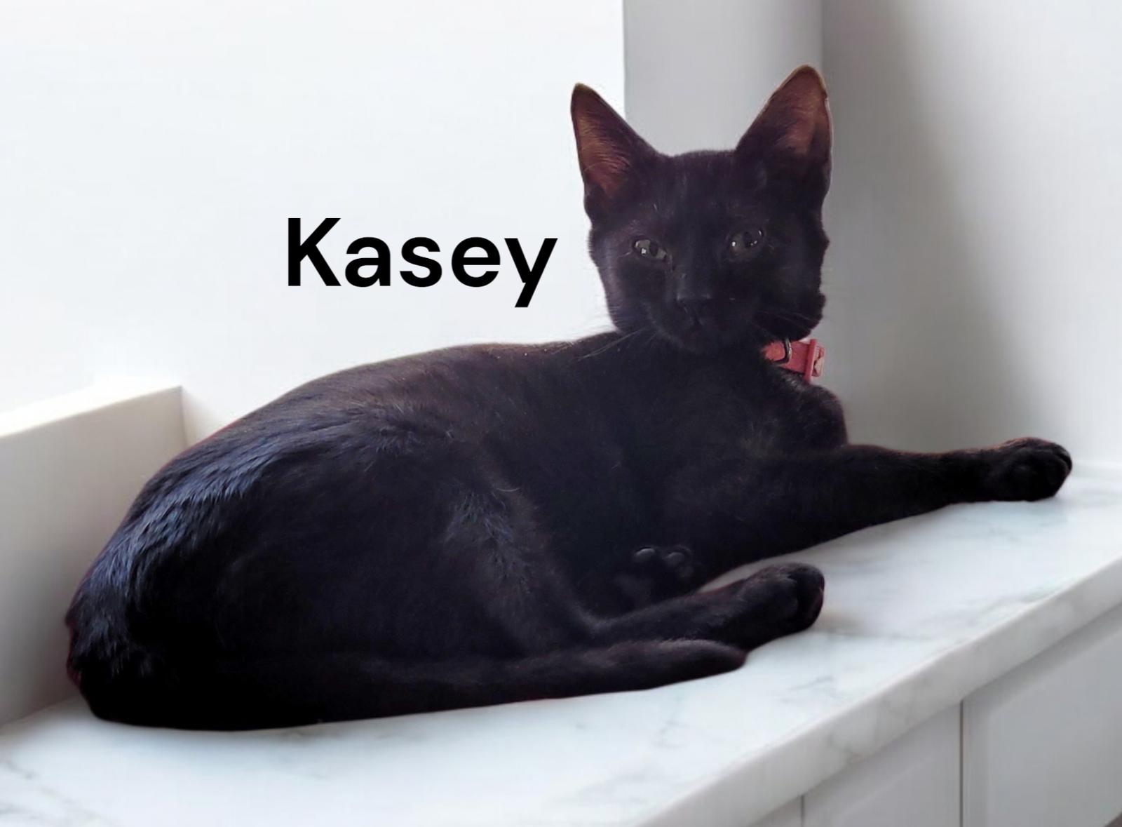 Kasey, an adopted Domestic Short Hair in Newport News, VA image 1/2