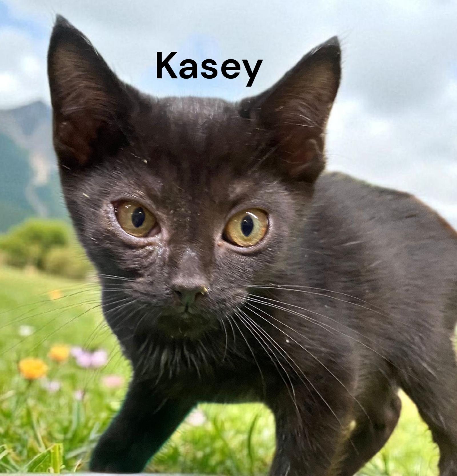 Kasey, an adopted Domestic Short Hair in Newport News, VA image 2/2