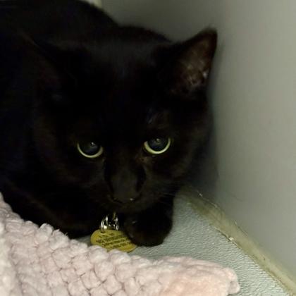 Enlarge Binx, a Adoptable Domestic Short Hair in Lansing, MI image 2/2