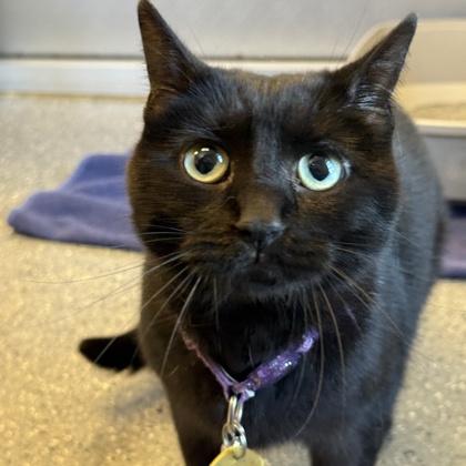 Enlarge Binx, a Adoptable Domestic Short Hair in Lansing, MI image 1/2
