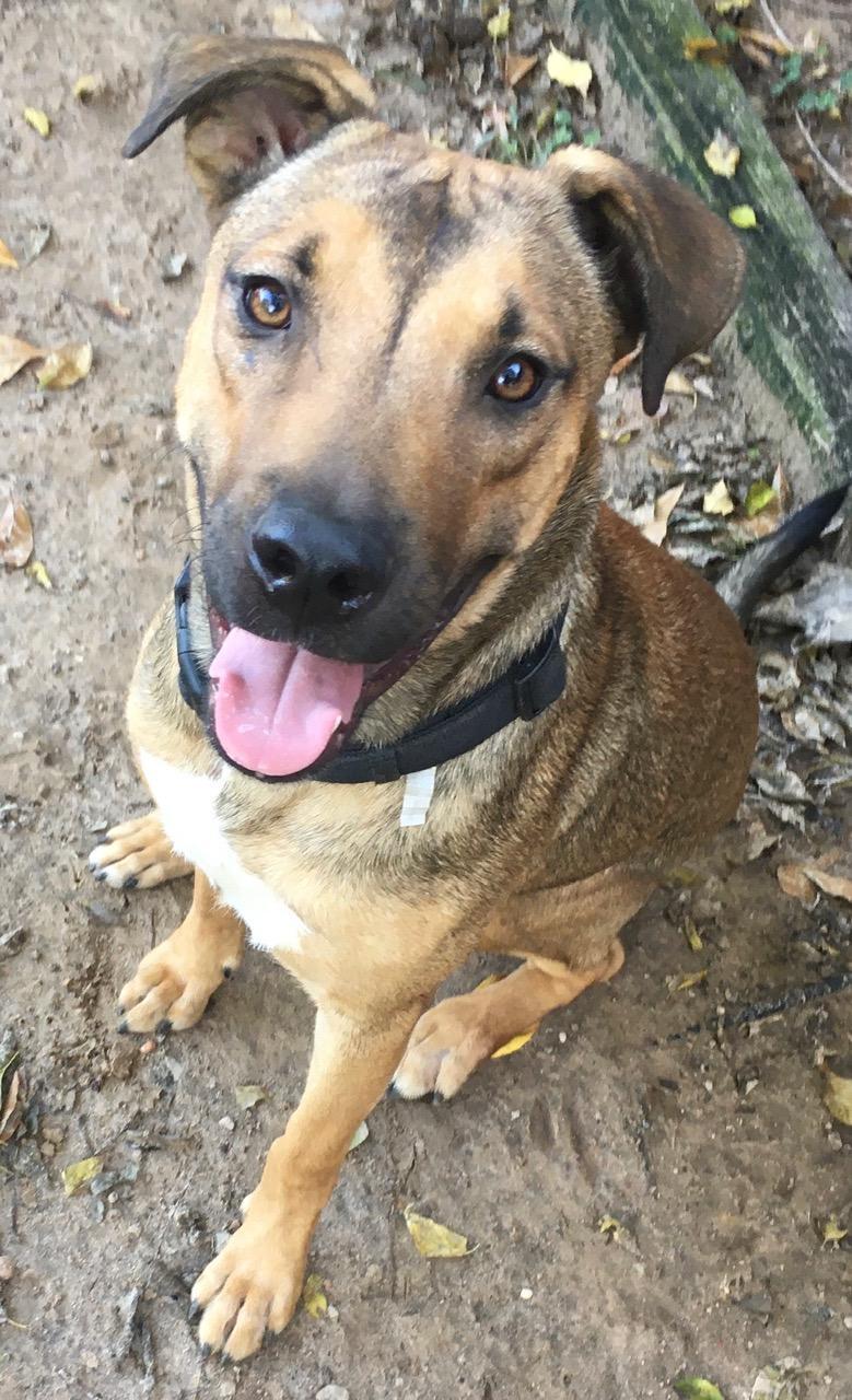 BRITTANY- super smart!, Adoptable, Adult Female German Shepherd Dog & Retriever.