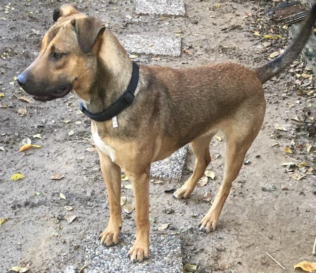 Enlarge BRITTANY- super smart!, a Adoptable mixed breed in Waltham, MA image 2/16