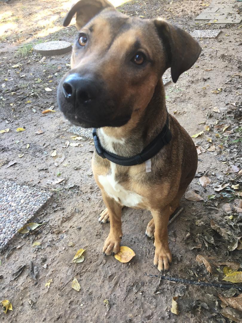 Enlarge BRITTANY- super smart!, a Adoptable mixed breed in Waltham, MA image 3/16