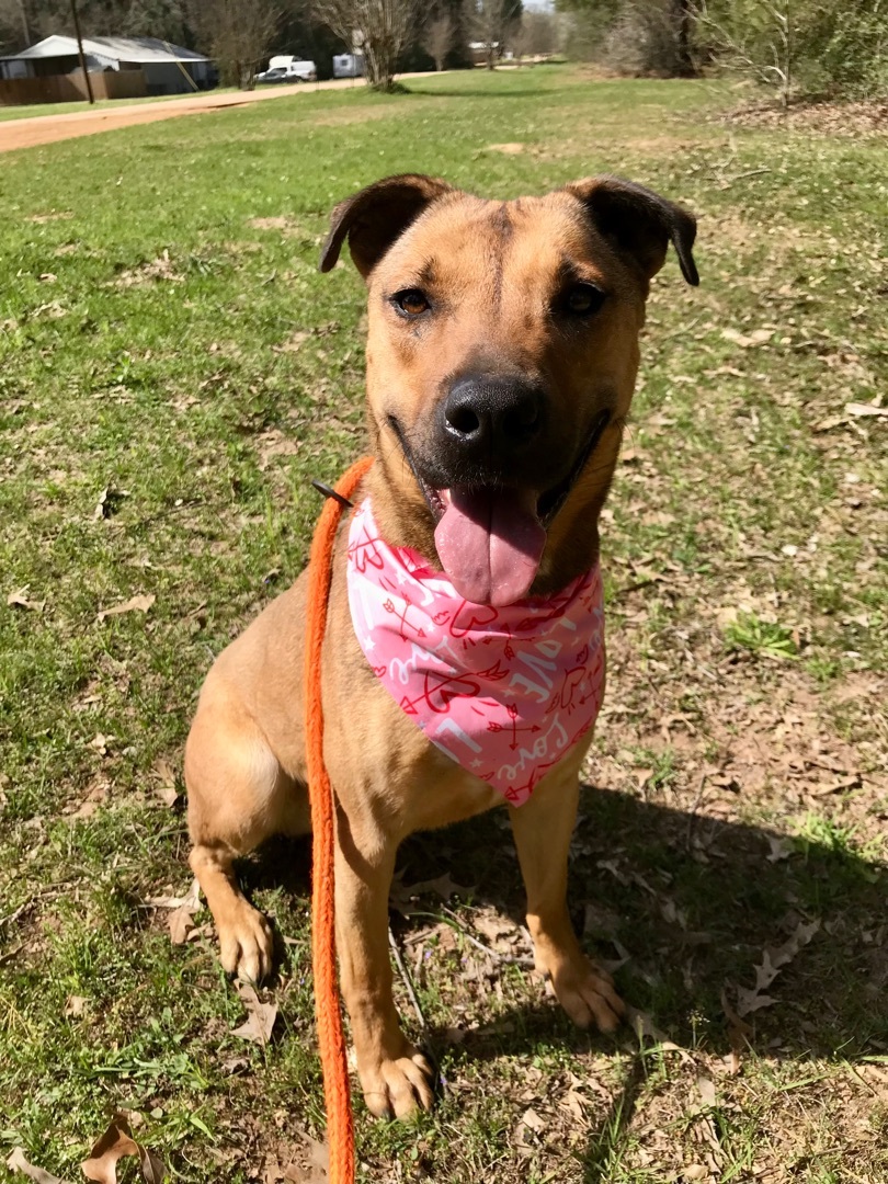 Enlarge BRITTANY- super smart!, a Adoptable mixed breed in Waltham, MA image 4/16