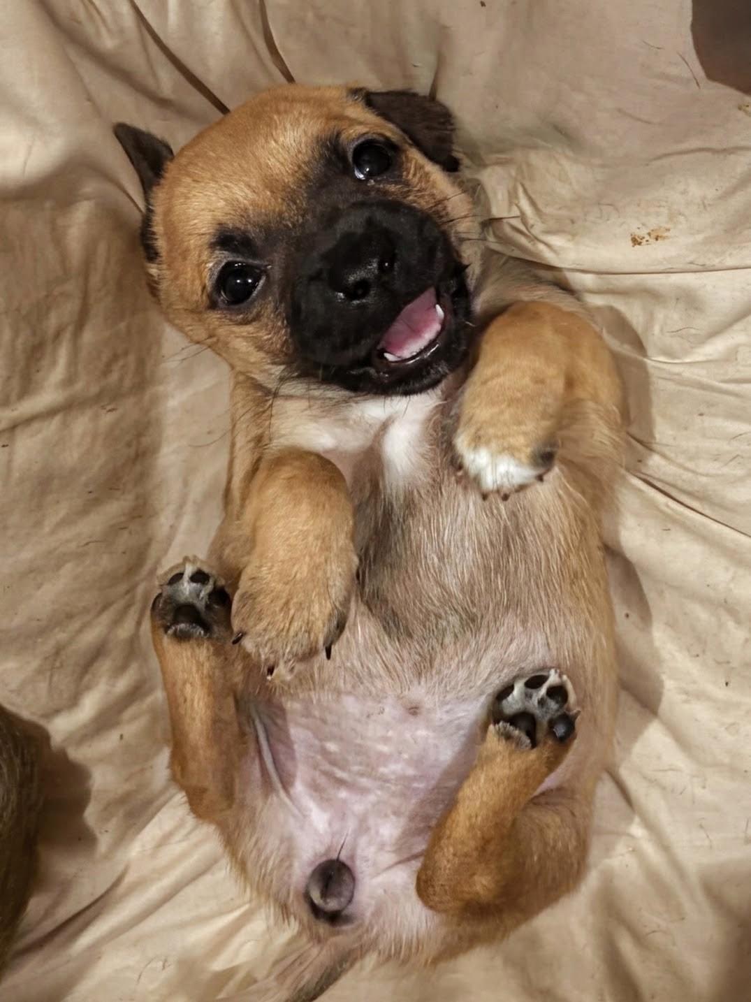 Samoa, a Adoptable mixed breed in Richmond, KY image 2/5