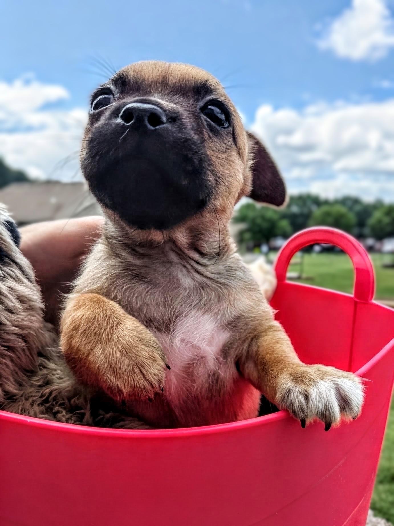 Samoa, a Adoptable mixed breed in Richmond, KY image 3/5