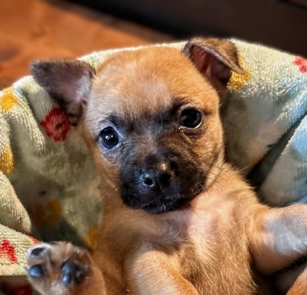 Samoa, a Adoptable mixed breed in Richmond, KY image 4/5