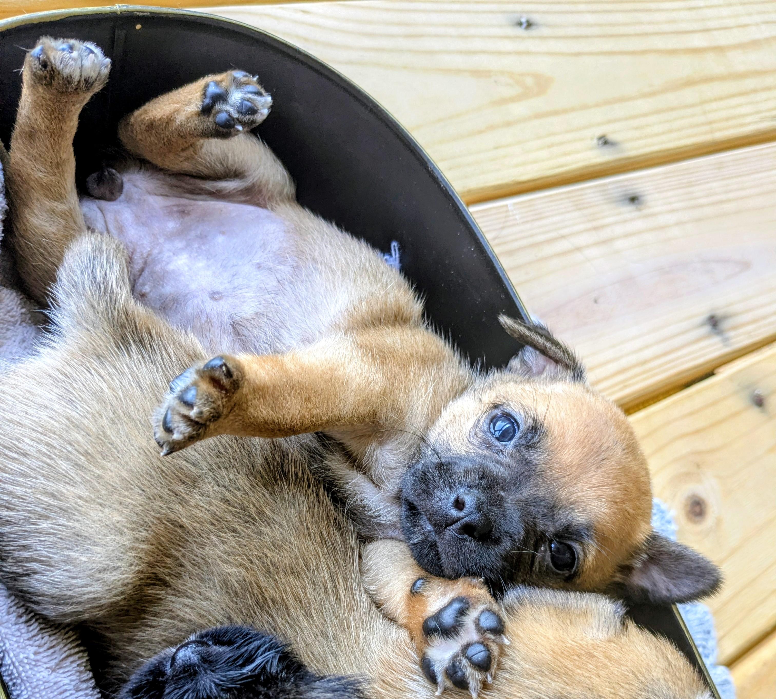 Samoa, a Adoptable mixed breed in Richmond, KY image 5/5