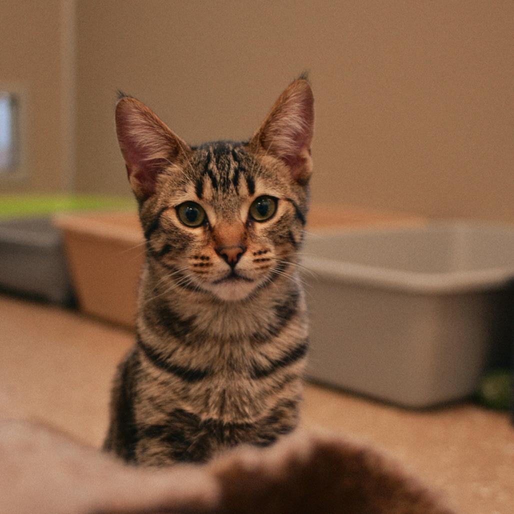 Enlarge Abigail, a Adoptable Domestic Short Hair in Vallejo, CA image 2/6