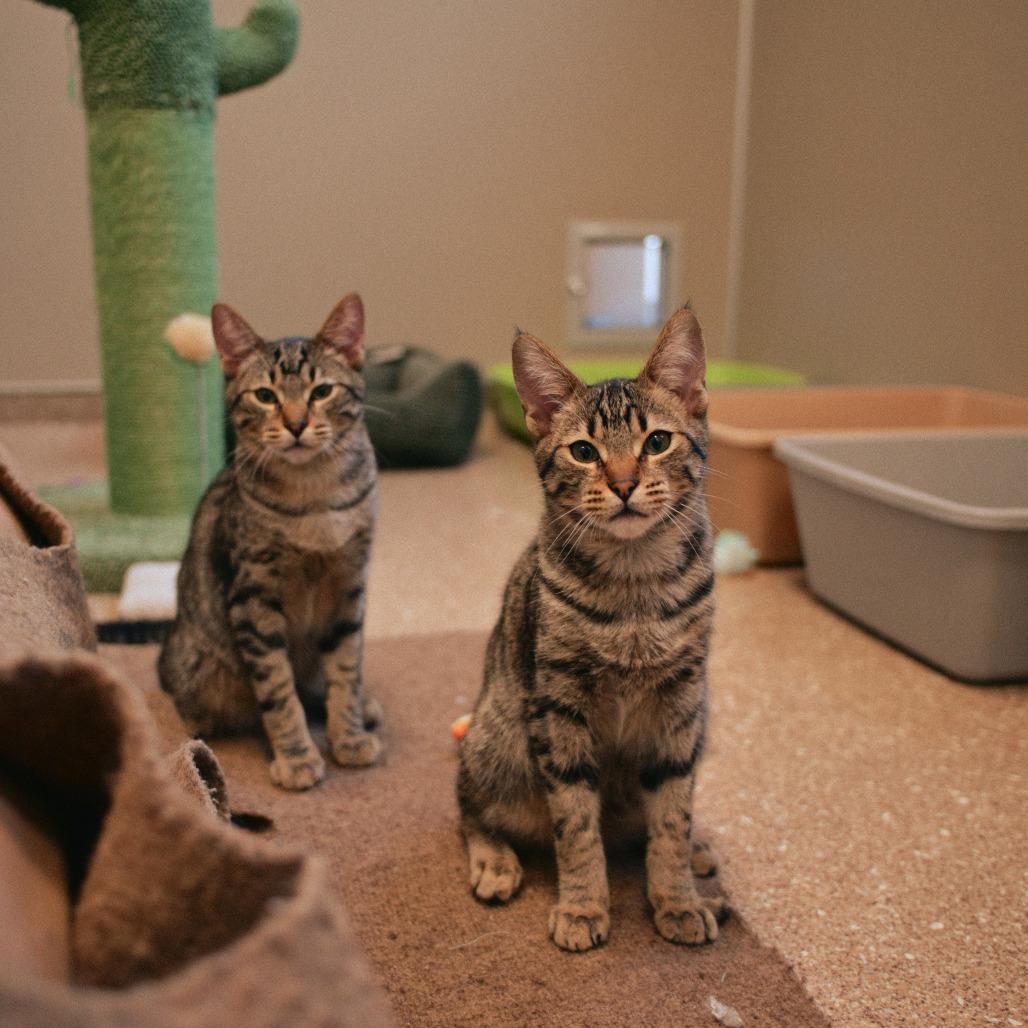 Enlarge Abigail, a Adoptable Domestic Short Hair in Vallejo, CA image 3/6