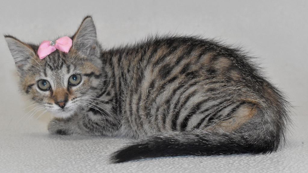 Cari, Adoptable, Kitten Female Domestic Short Hair.