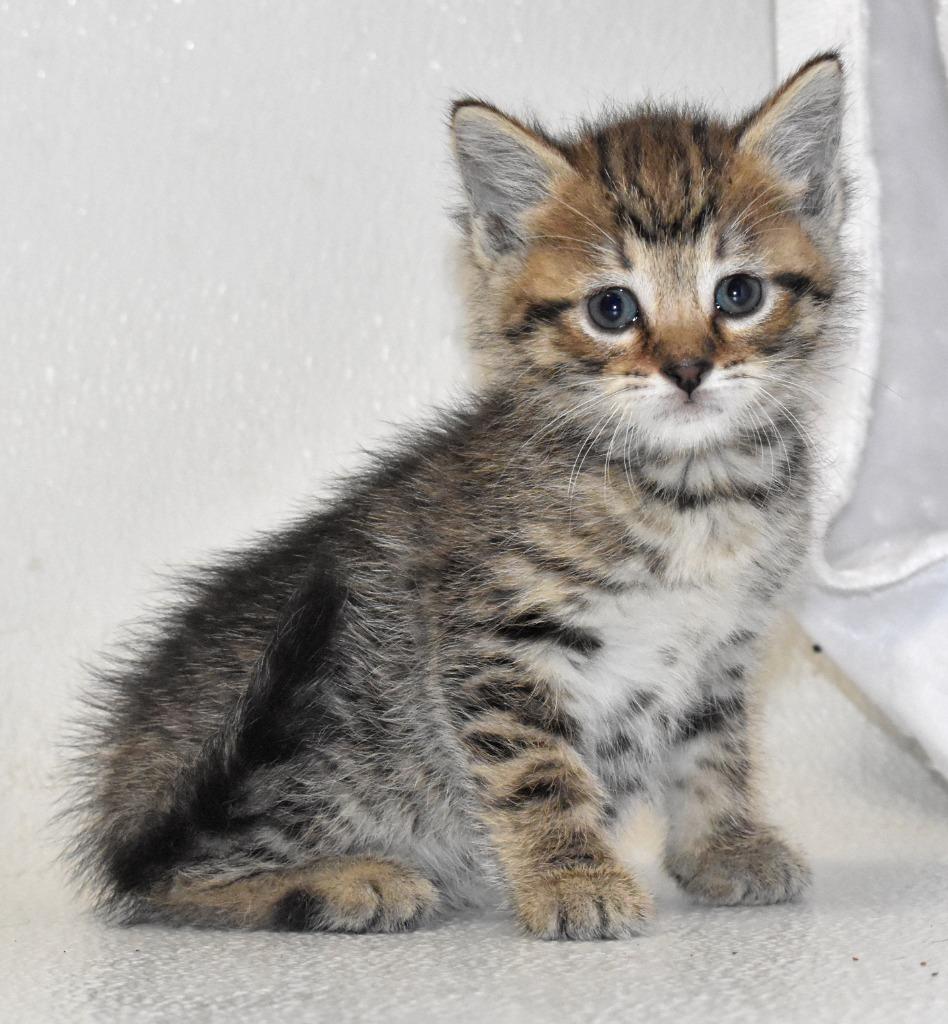 Enlarge Cari, a Adoptable mixed breed in Springfield, OH image 2/5