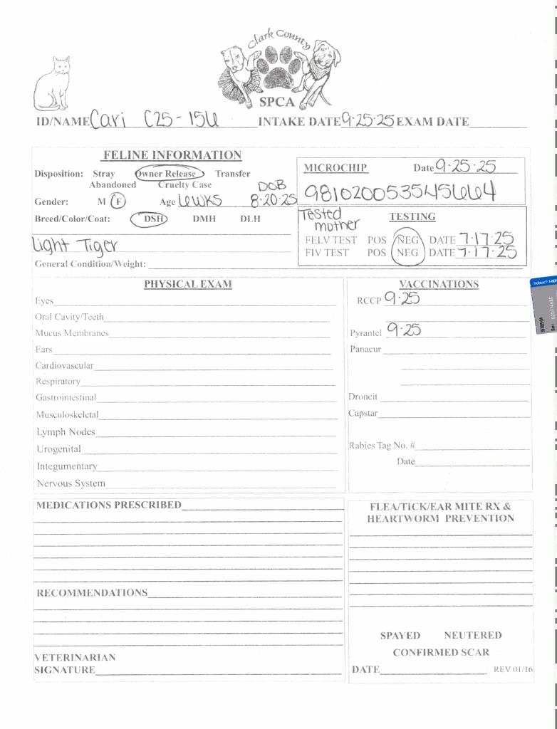 Enlarge Cari, a Adoptable mixed breed in Springfield, OH image 3/5