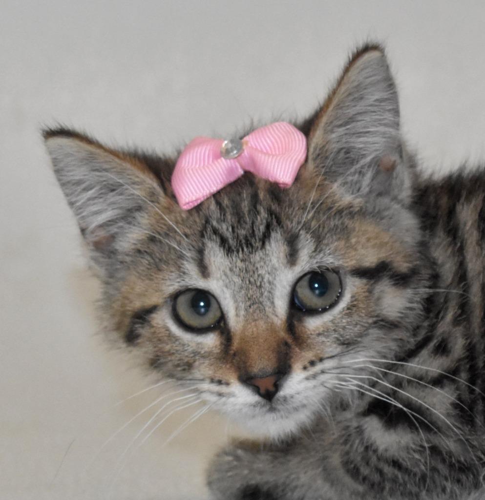 Enlarge Cari, a Adoptable mixed breed in Springfield, OH image 4/5