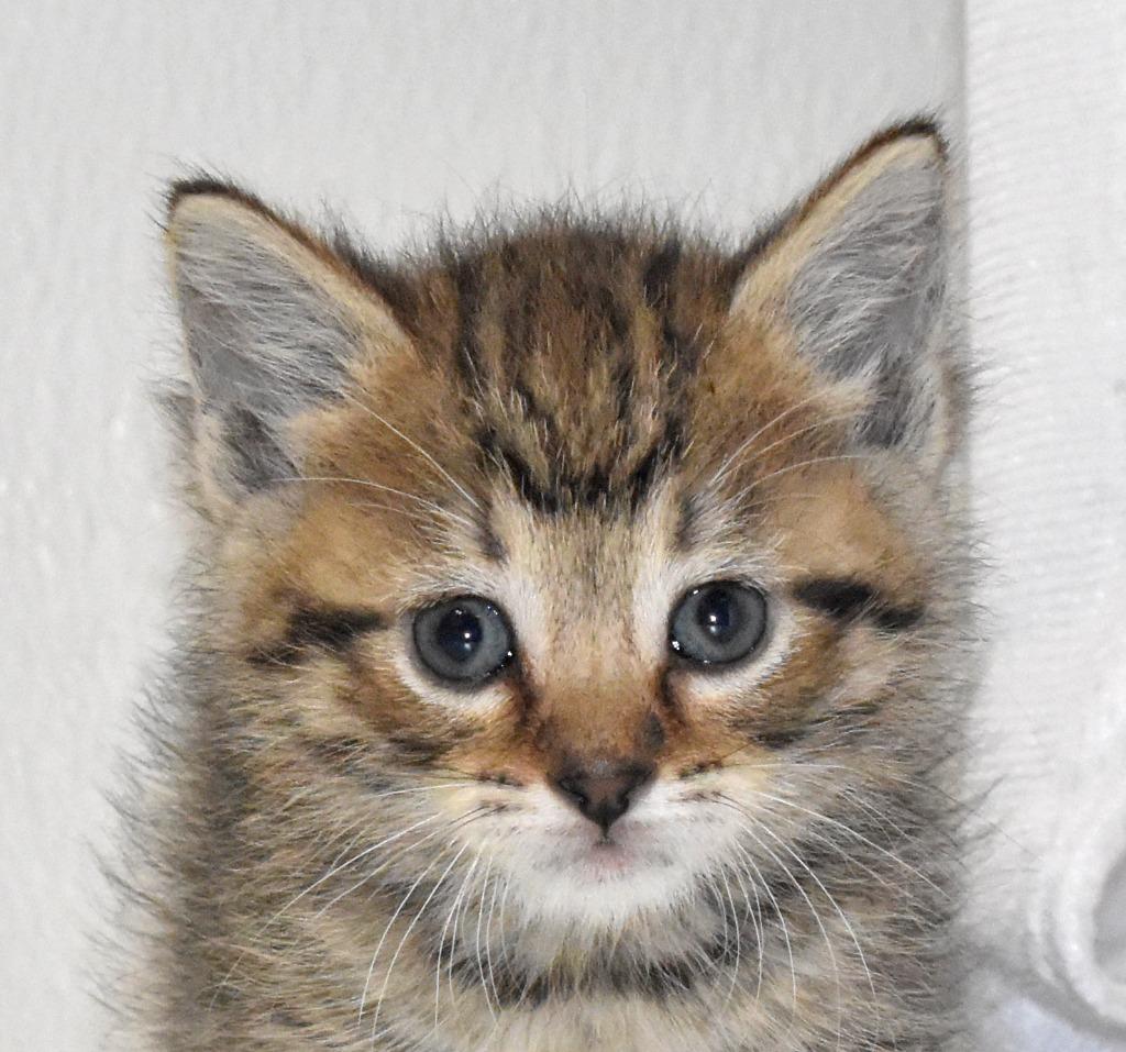 Enlarge Cari, a Adoptable mixed breed in Springfield, OH image 5/5