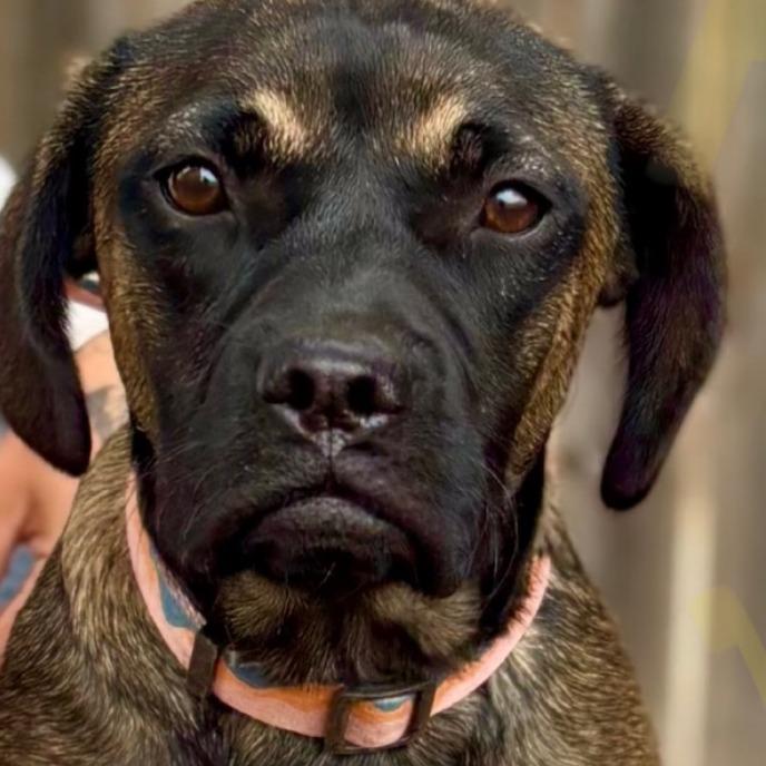 Olive, Adoptable, Young Female German Shepherd Dog & French Bulldog.