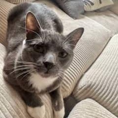 Enlarge Nikolas (Nikki), a Adoptable Domestic Short Hair in New York, NY image 1/3