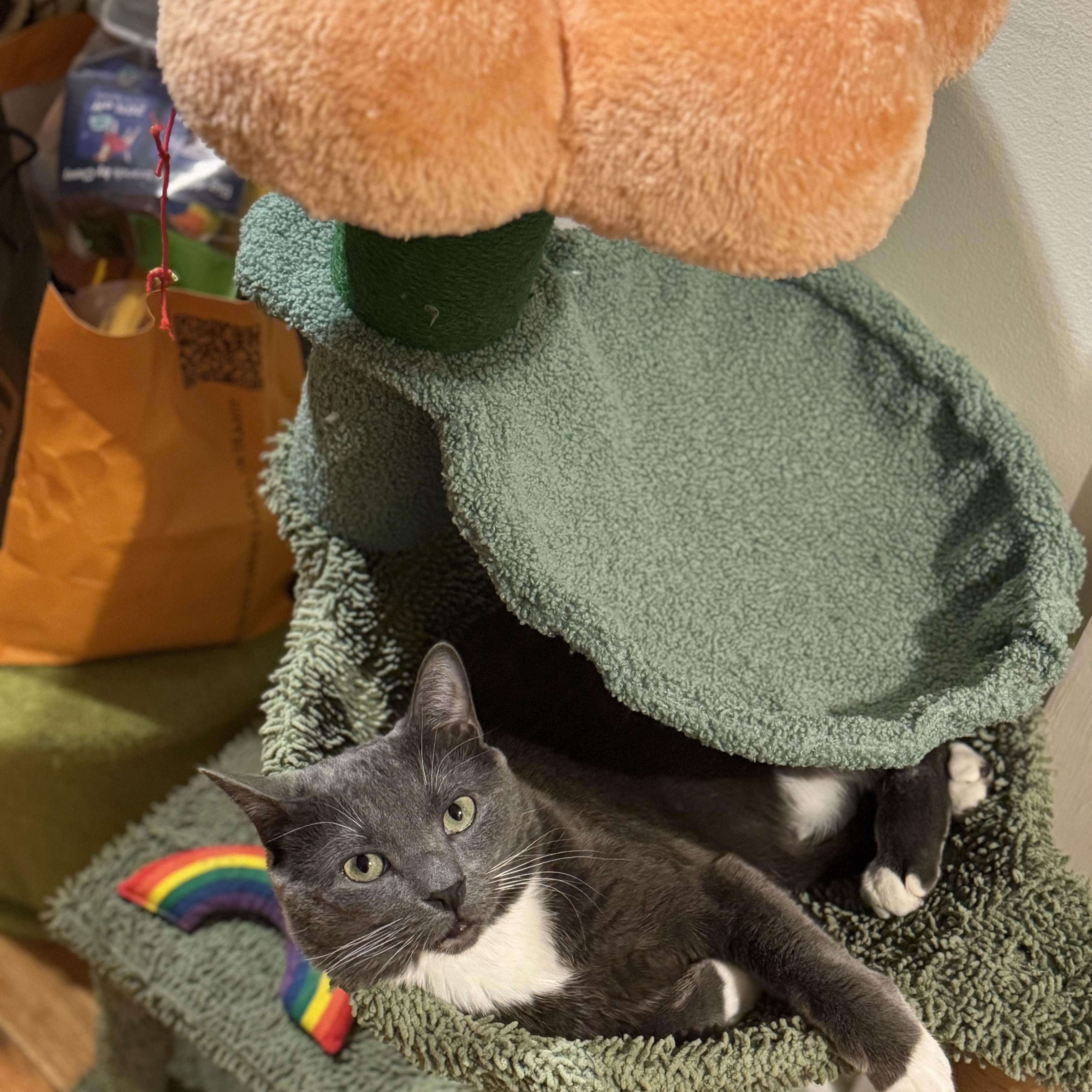 Enlarge Nikolas (Nikki), a Adoptable Domestic Short Hair in New York, NY image 2/3