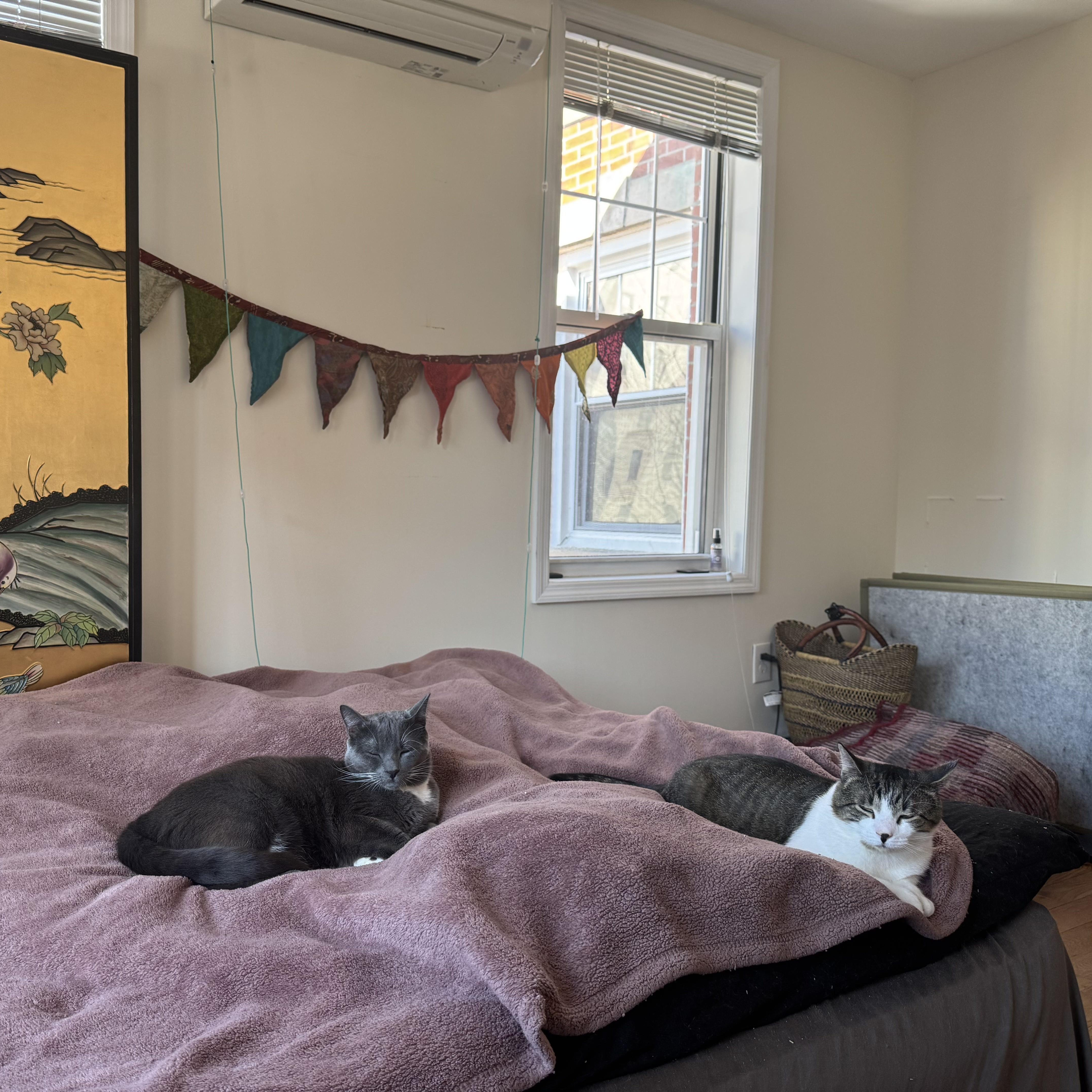 Enlarge Nikolas (Nikki), a Adoptable Domestic Short Hair in New York, NY image 3/3