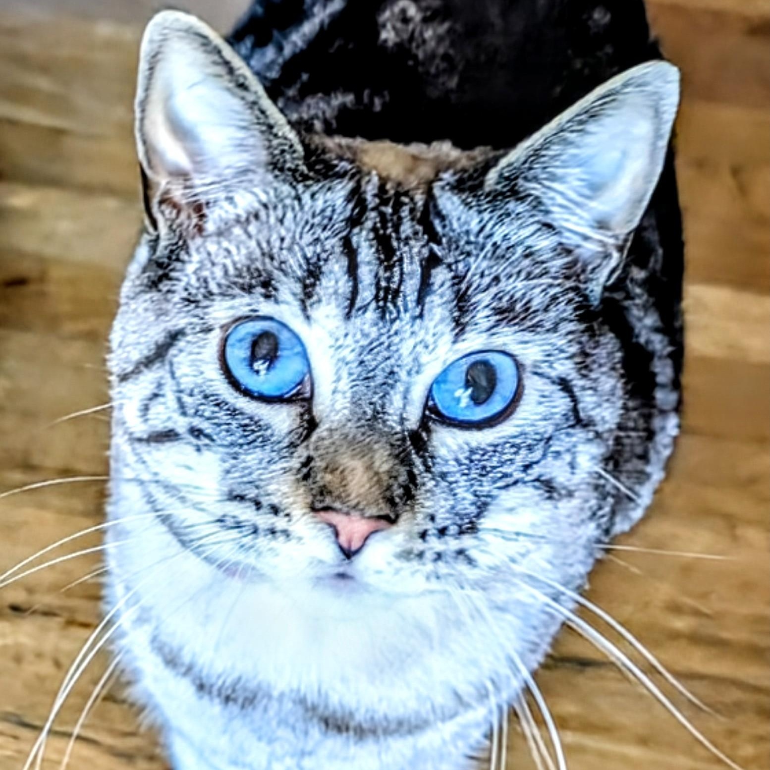 Lili, adopted, Adult Female Siamese & Calico.