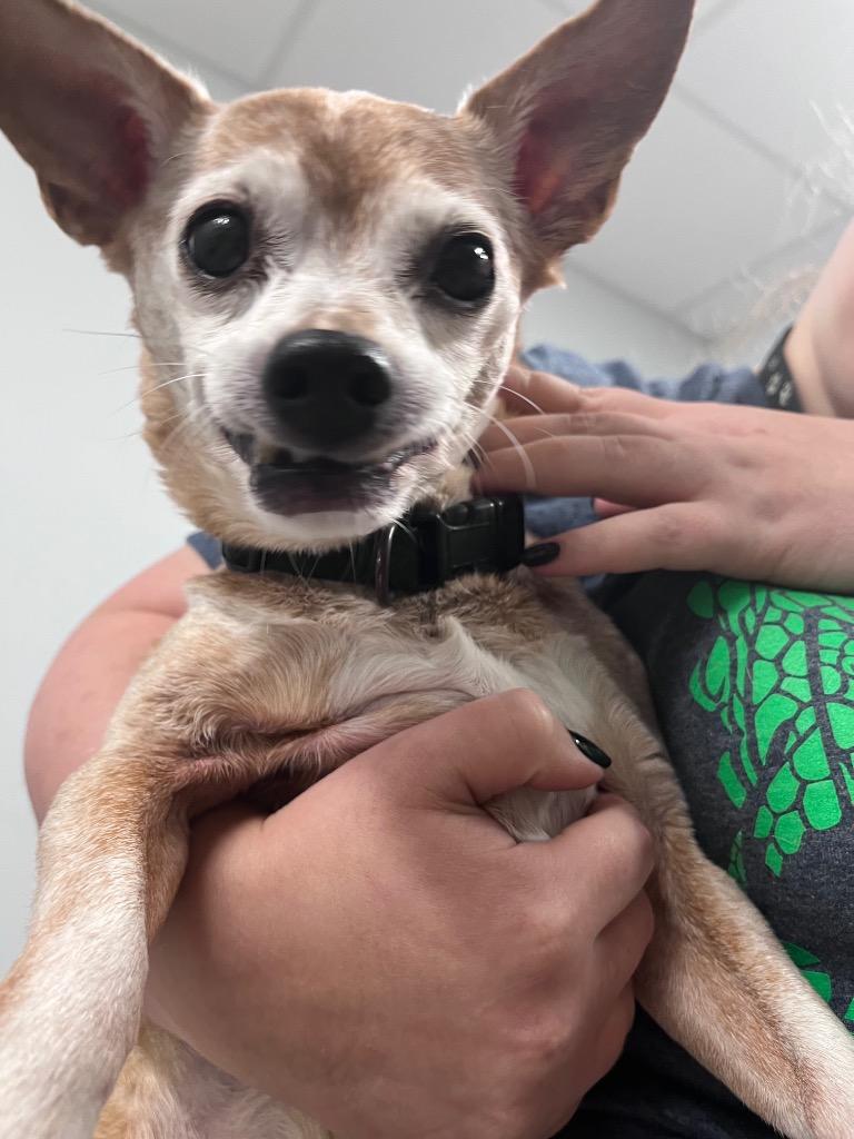 Sparty, Adopted, Senior Male Chihuahua.