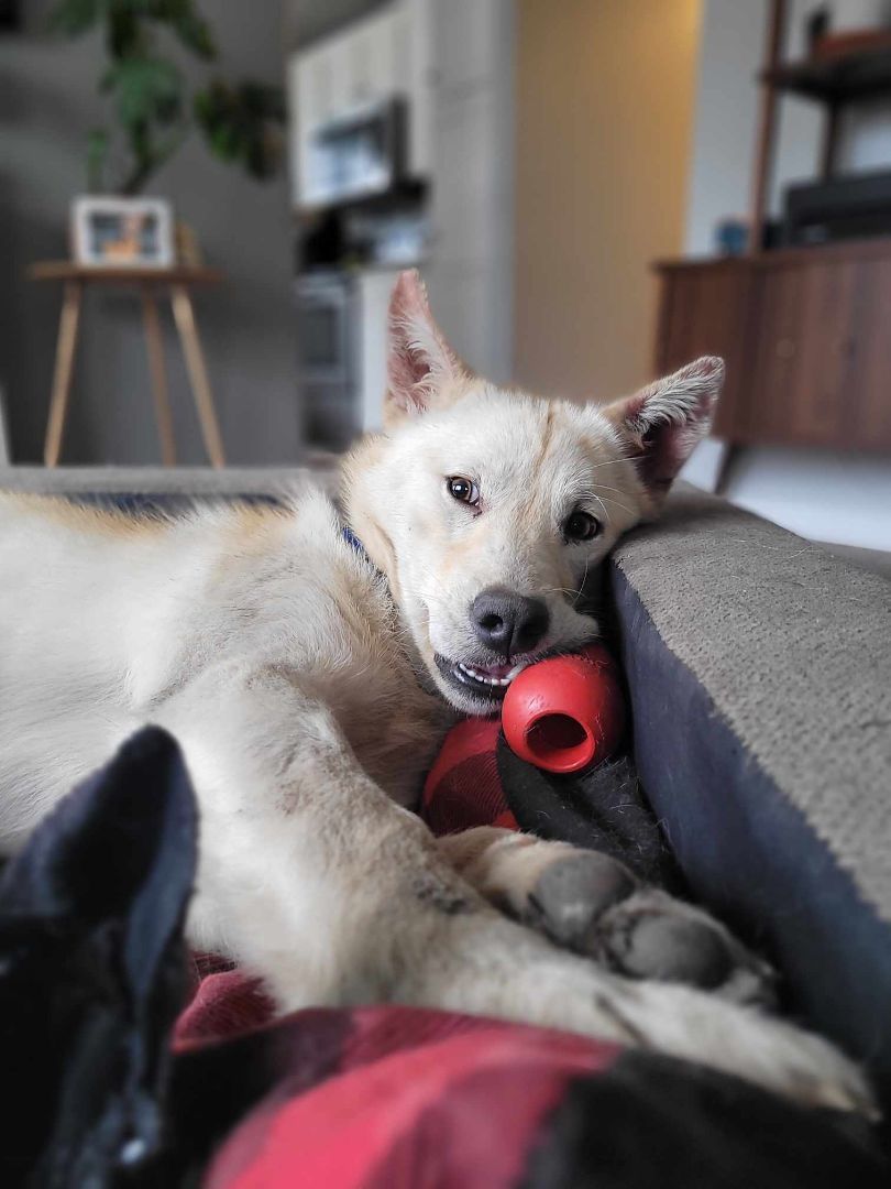 WENTWORTH, an adopted Husky Mix in Grand Forks, ND_image-1