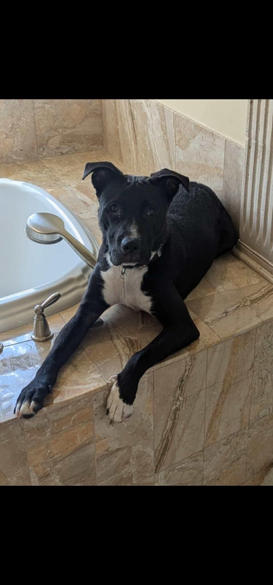 Jackson, a Adoptable mixed breed in Parker, CO image 4/5