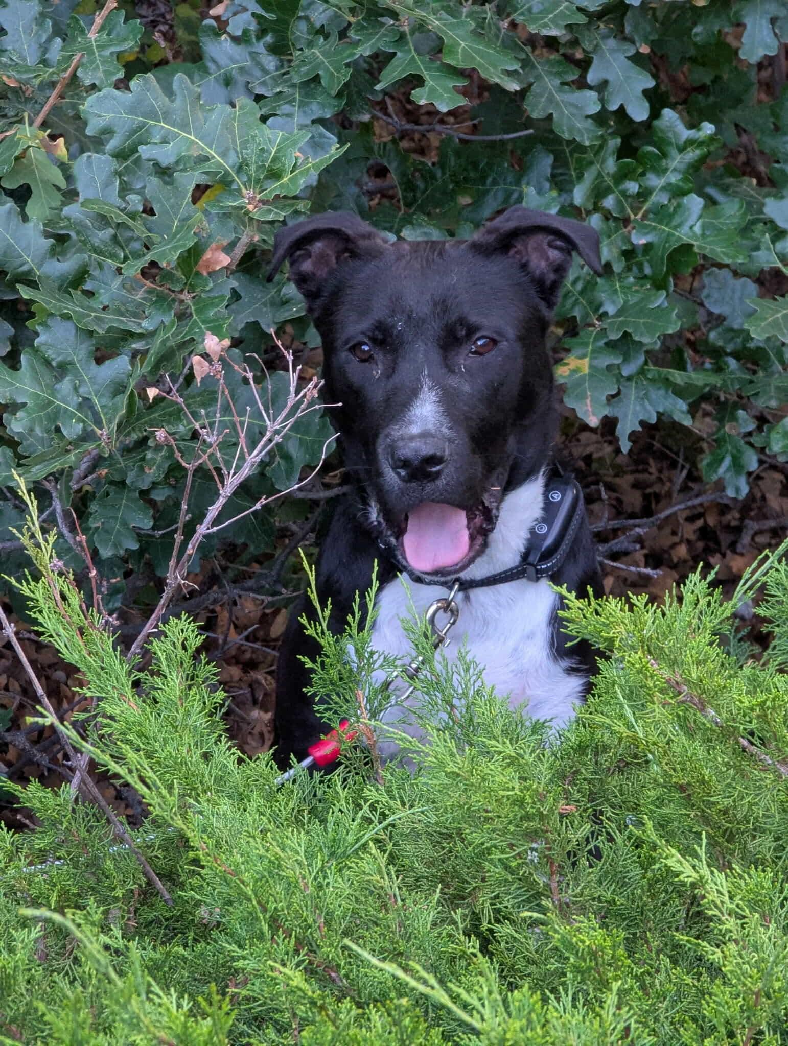 Jackson, Adoptable, Young Male Black Labrador Retriever.