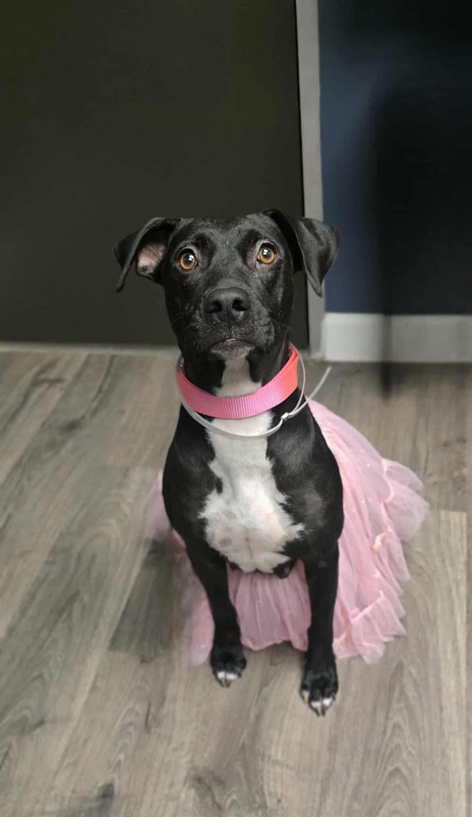 Jackson, Adoptable, Young Male Black Labrador Retriever.
