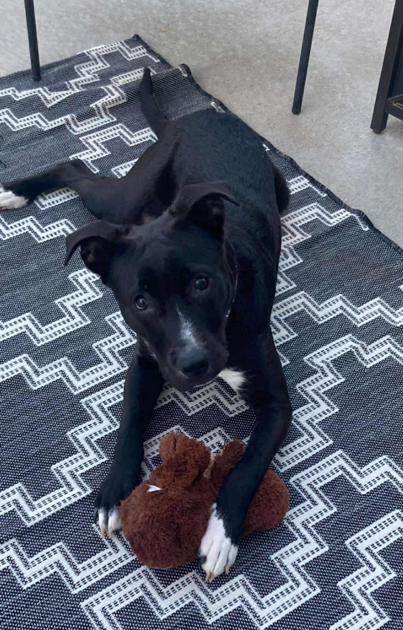 Jackson, a Adoptable mixed breed in Parker, CO image 2/5