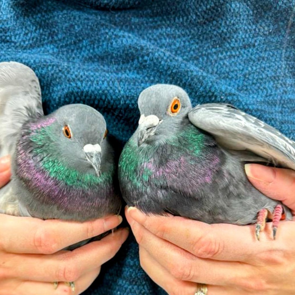 Flaxen & Jiji (Married couple), a Adoptable Pigeon in Chicago, IL image 1/4